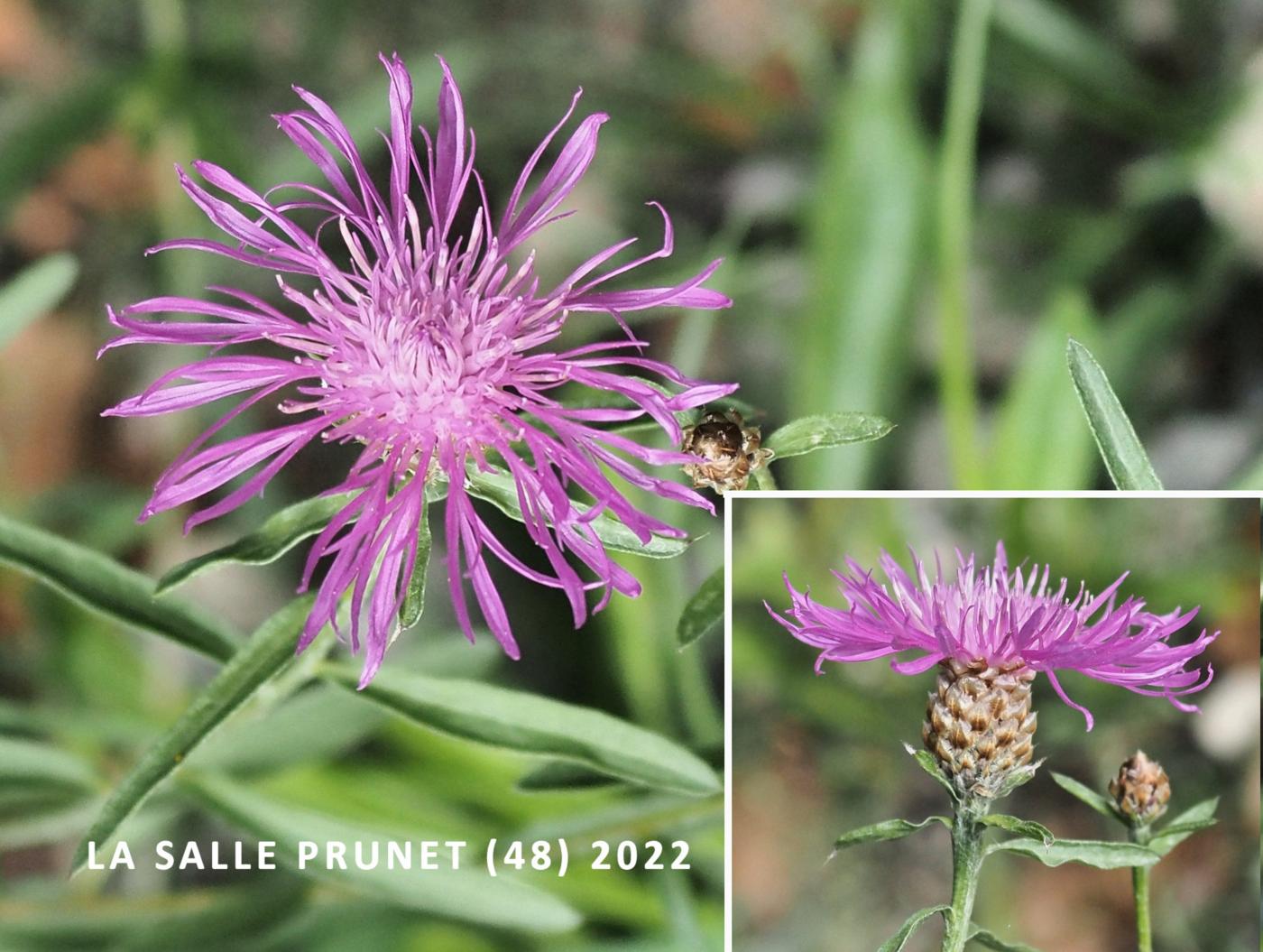 Knapweed of Timbalii flower